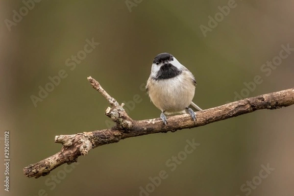 Obraz Black capped chickadee on branch