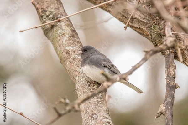 Obraz bird on a branch