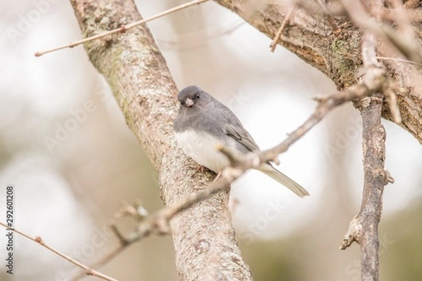 Obraz woodpecker on tree