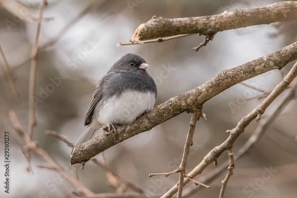 Obraz sparrow on a branch