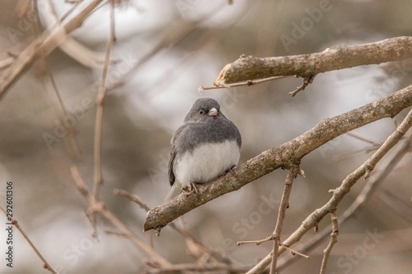 Obraz sparrow on branch