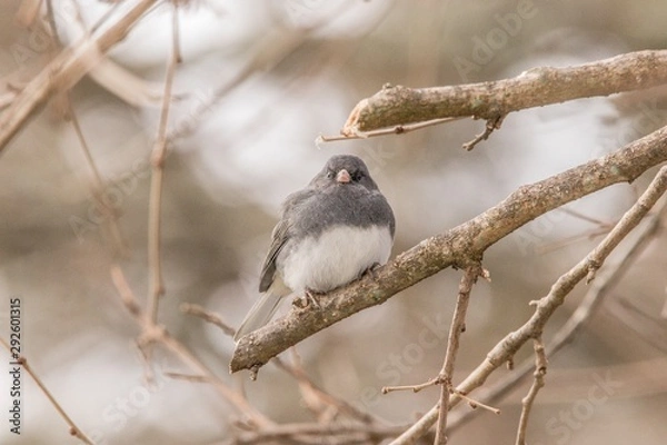 Obraz Dark eyed junco on branch