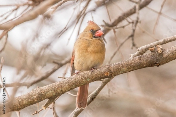 Obraz Cardinal on a branch
