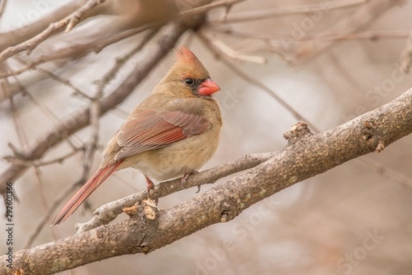 Obraz Female cardinal on a branch