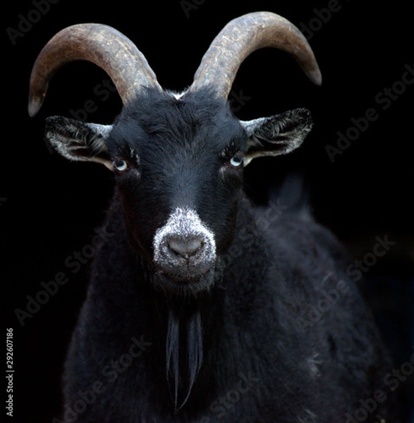 Obraz Goat Black Background