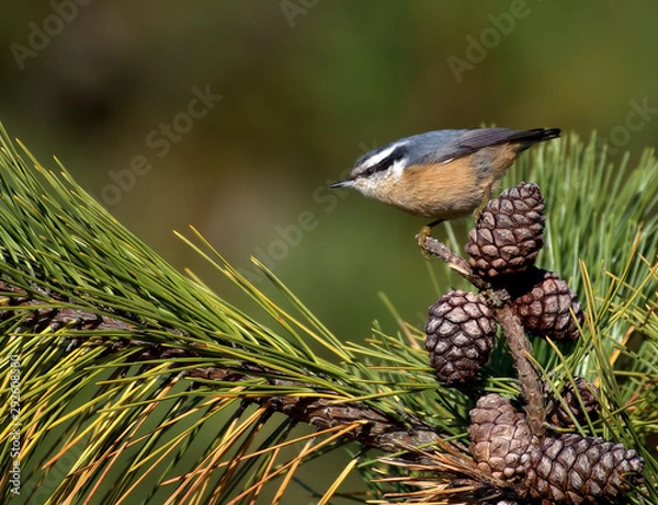 Obraz Red Breasted Nuthatch Bird with Pine Cones