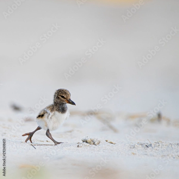 Obraz Oystercatcher Chick on Sandy Beach