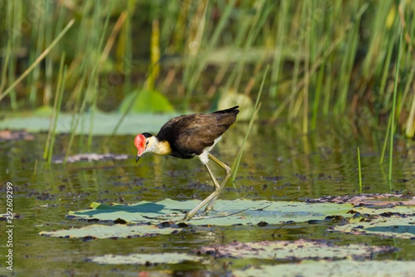 Fototapeta The comb-crested jacana (Irediparra gallinacea), also known as the lotusbird or lilytrotter