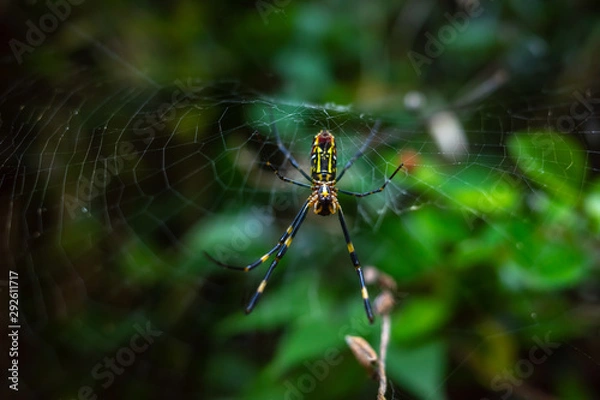 Fototapeta 蜘蛛