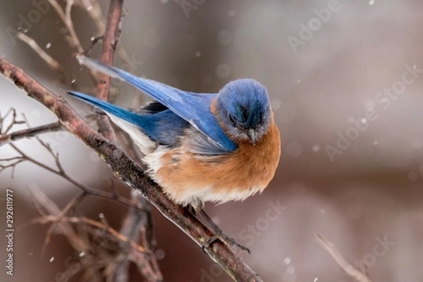 Fototapeta robin in snow