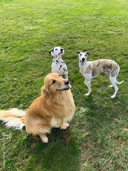 Obraz 犬の集合写真