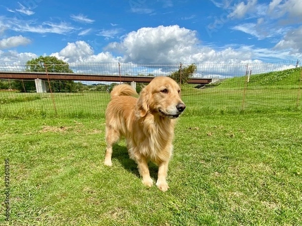 Obraz ゴールデンレトリーバー