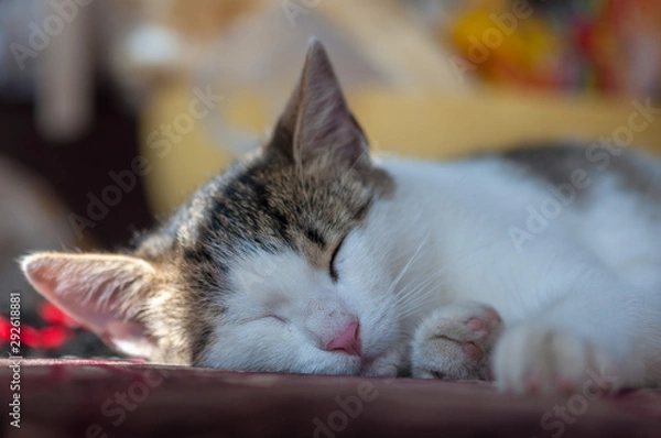 Fototapeta Close-up on a cat sleeping on a bench, in a shaded area