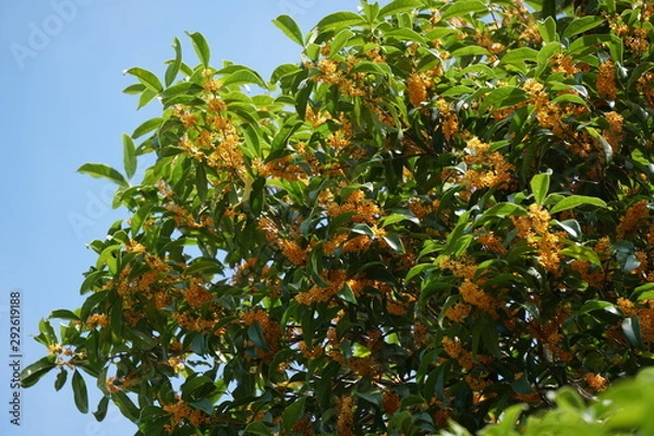 Obraz キンモクセイ