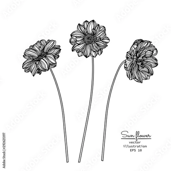 Fototapeta Sketch Floral Botany Collection. Sunflower drawings. Black and white with line art on white backgrounds. Hand Drawn Botanical Illustrations.Vector.