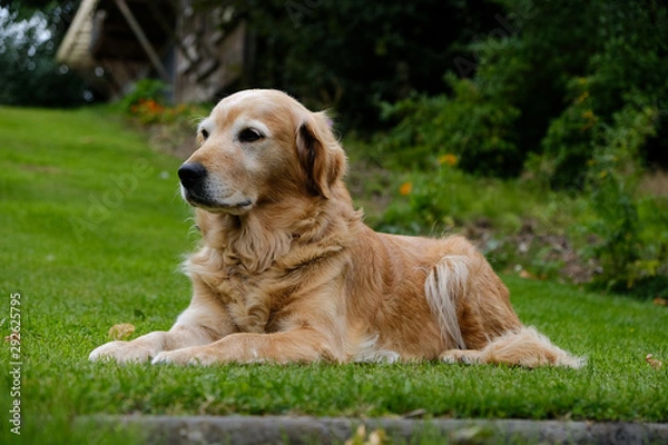Obraz Golden retriever