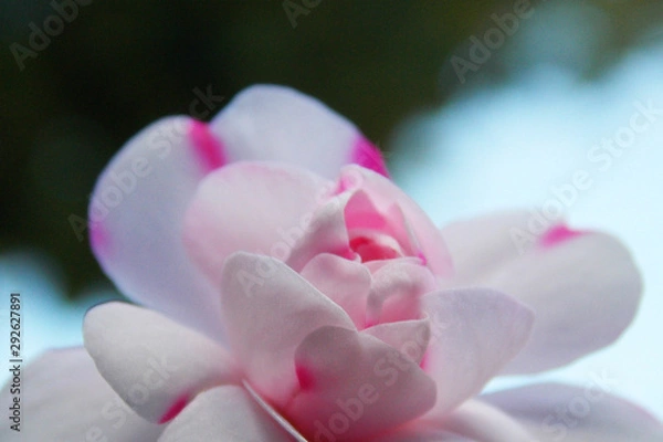 Obraz violet flower macro. background