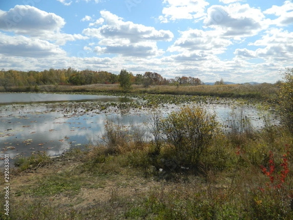 Obraz  lake in the forest