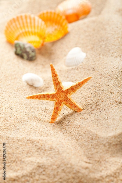 Fototapeta Starfish and shells on sand