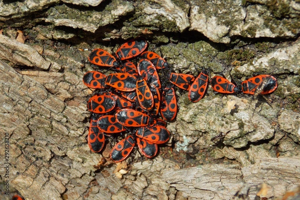 Obraz  The firebug, Pyrrhocoris apterus. autumn