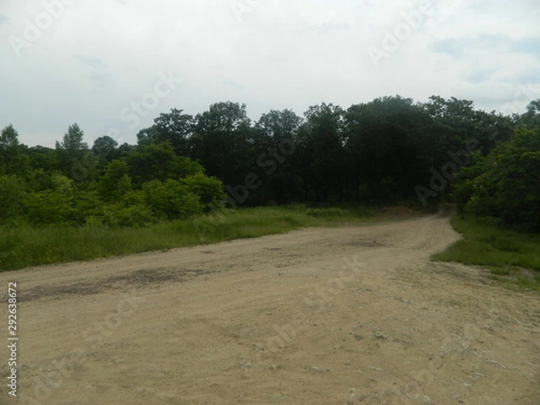 Obraz  road in the forest