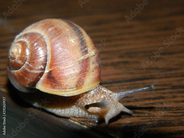 Obraz   beautiful creature