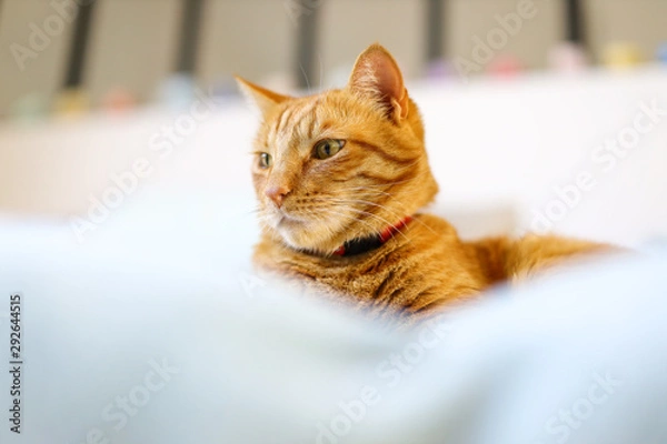 Obraz cat with green eyes