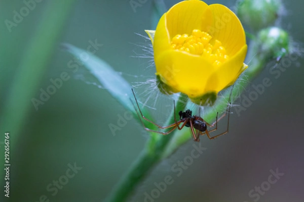 Obraz Spider on a leaf
