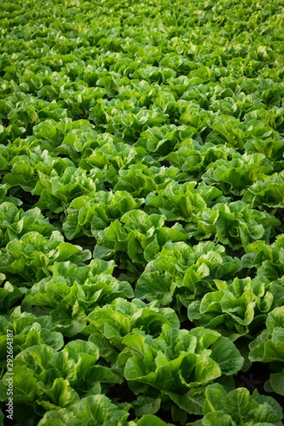 Obraz Cultivated field of lettuce growing in rows along the contour line. Agricultural composition. Panoramic style.
