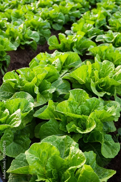 Obraz Cultivated field of lettuce growing in rows along the contour line. Agricultural composition. Panoramic style.