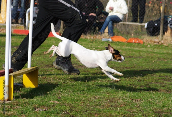 Obraz agility dog jack russell