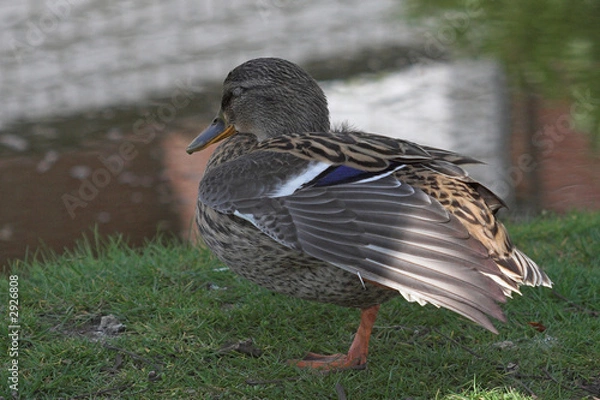 Fototapeta enten-yoga