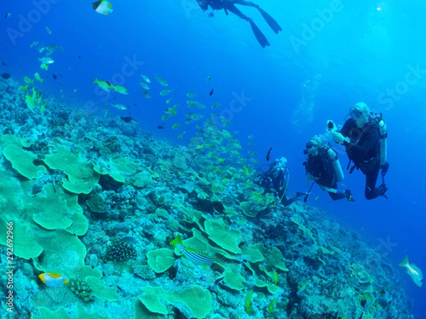 Fototapeta パラオ_コロール_スキューバダイビング