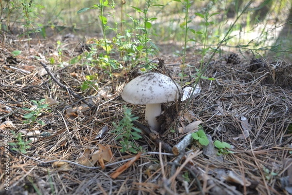 Obraz Beautiful summer landscape in the forest
