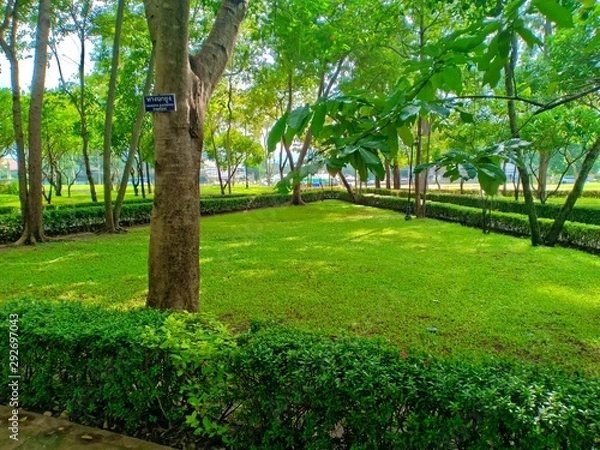 Fototapeta trees in park
