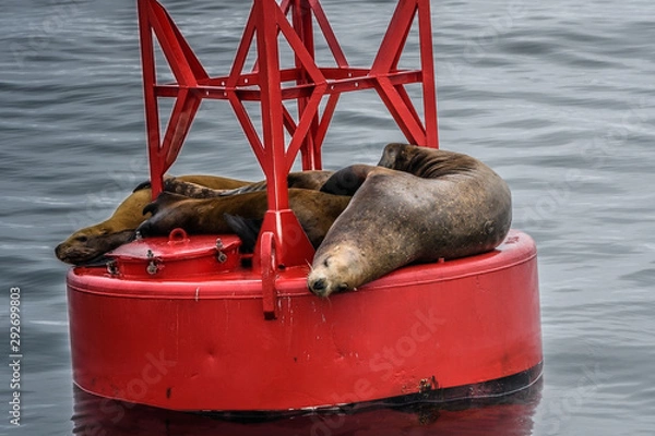 Obraz Sea LIons having a nap on a navigational buoy in Alaska Inside Passage