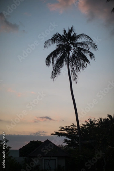 Fototapeta Cocotier lombok