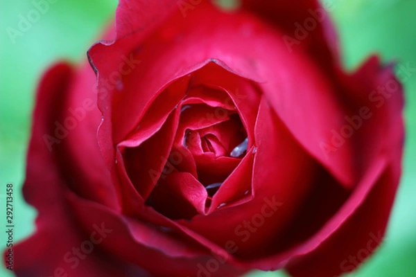 Fototapeta red rose bud in dewdrops close - up on blurred natural background