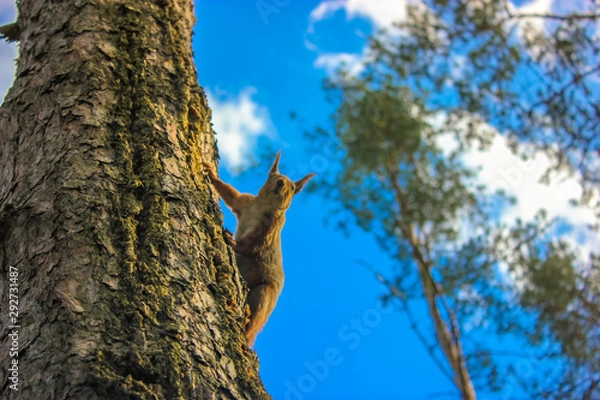 Fototapeta Squirrel in the forest