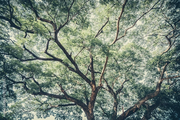 Fototapeta A large tree branch background,Beautiful green tree with branches and leaves.Under the shade of tall trees in tropical.