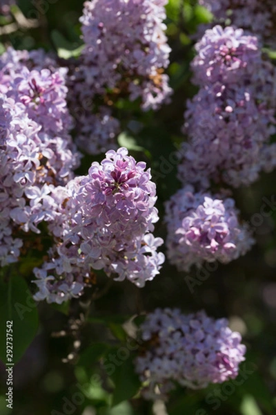 Fototapeta Bushes of pink and purple lilac with green leaves in the city Park on a Sunny spring day. Moscow, Russia