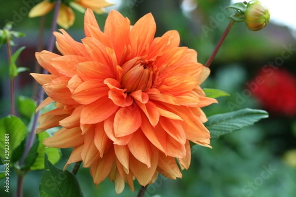 Obraz Dahlia w kolorze pomarańczowym