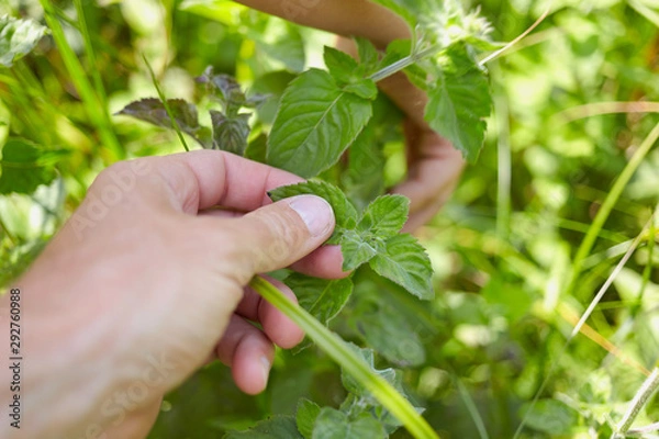 Fototapeta The process of gathering a fresh mint in the forest. First person view of a man's hand touching a leaf of mint.