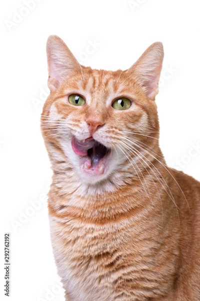 Obraz Licking red cat isolated on white background