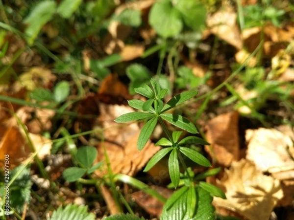 Obraz Plant close up