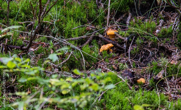 Obraz Herbst im Ennstal