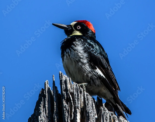 Fototapeta Acorn Woodpecker in tree