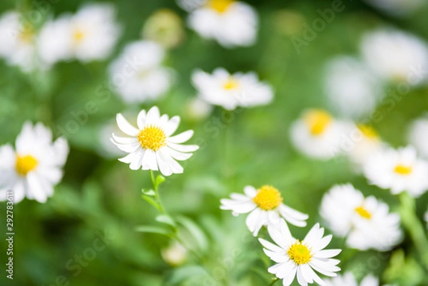 Obraz 一面の白い花