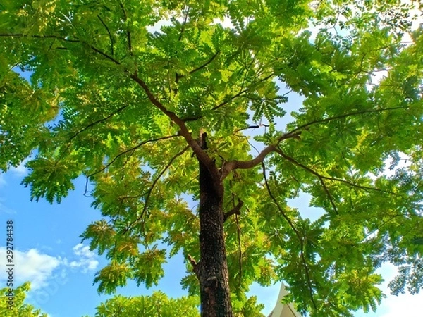 Obraz tree in forest