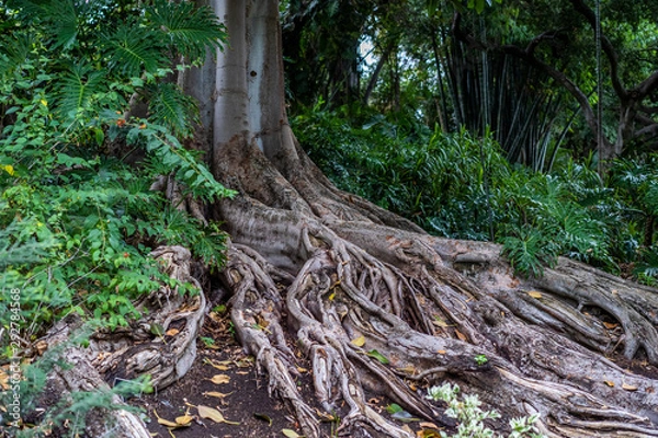 Obraz Rainforest tree root buttresses tropical